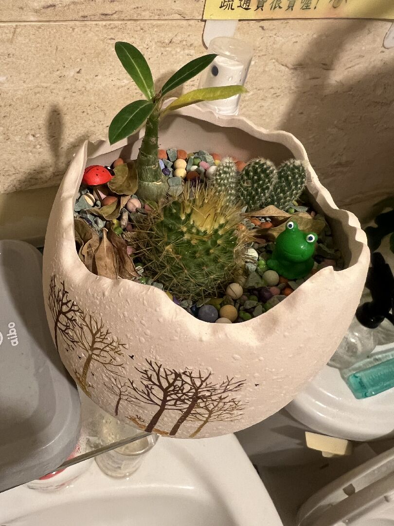 仙人掌針為何變黃 另一個沙漠玫瑰一直掉葉子