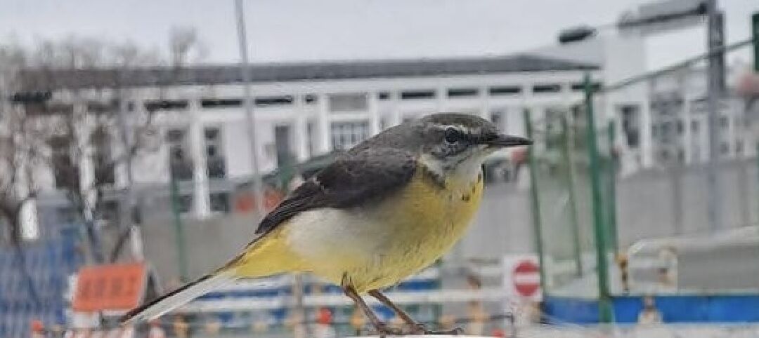 請問這是什麼鳥(台大虎尾院區)