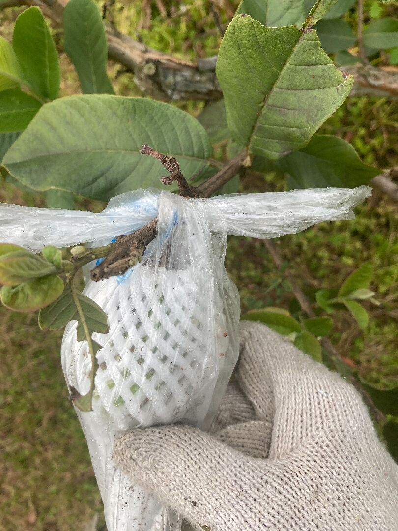 芭樂果實被蟲啃食