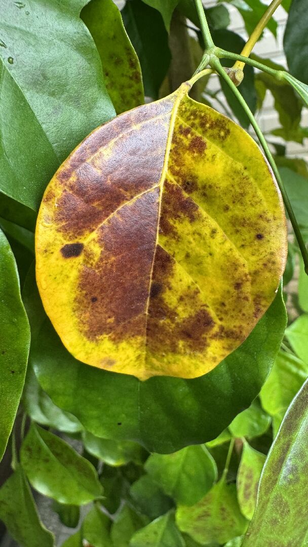 幸福樹葉子鐵鏽斑（近似海南山菜豆）