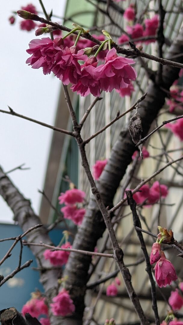 山櫻花的種植