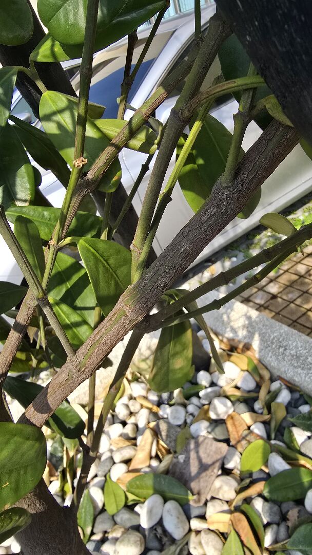樹木是否生病？