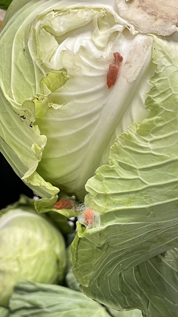 請問有人看得出來這是什麼嗎？