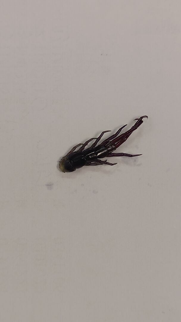 請問這是什麼蟲?