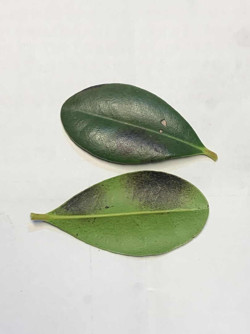 象牙樹葉子黑斑