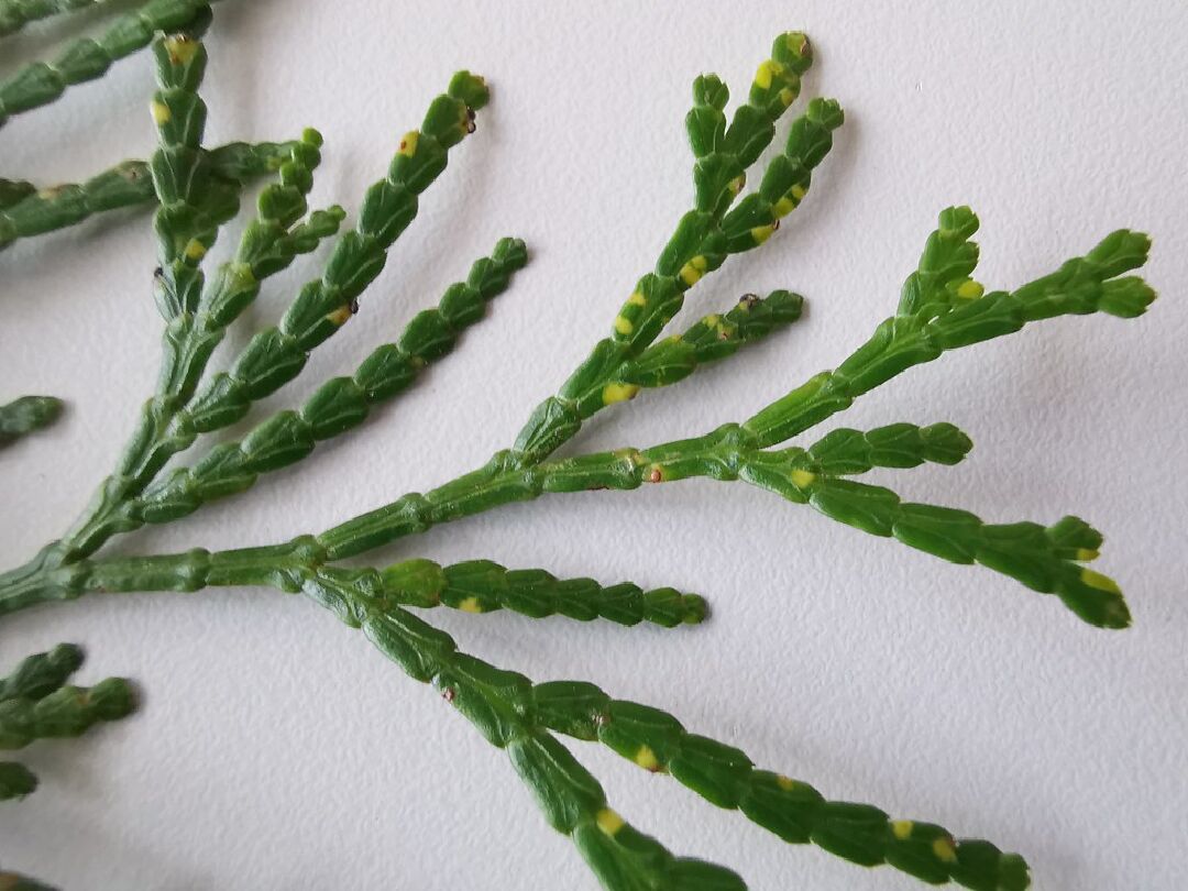 肖楠的鱗狀葉對於植物的益處？