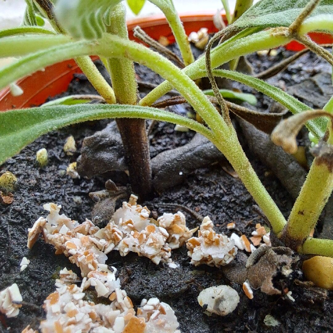 薰衣草垂垂的