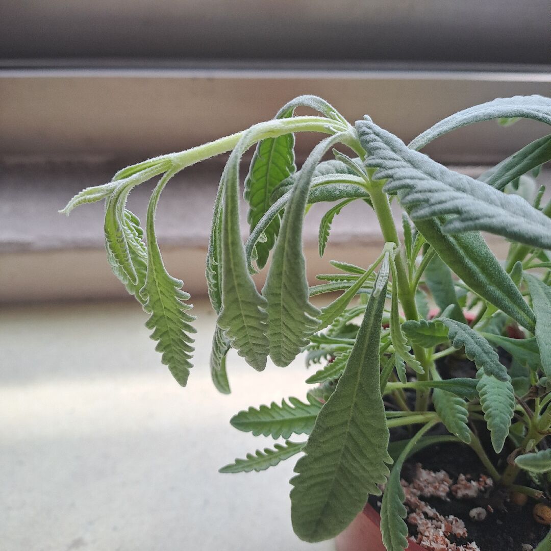 薰衣草垂垂的