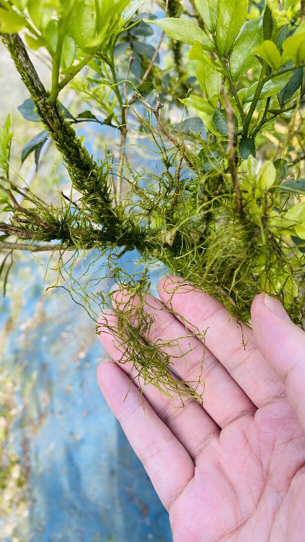 最近栽種的植物（七里香，桂花，茶花樹）陸續長苔蘚死掉