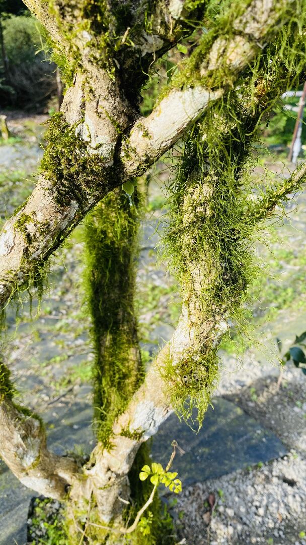 最近栽種的植物（七里香，桂花，茶花樹）陸續長苔蘚死掉