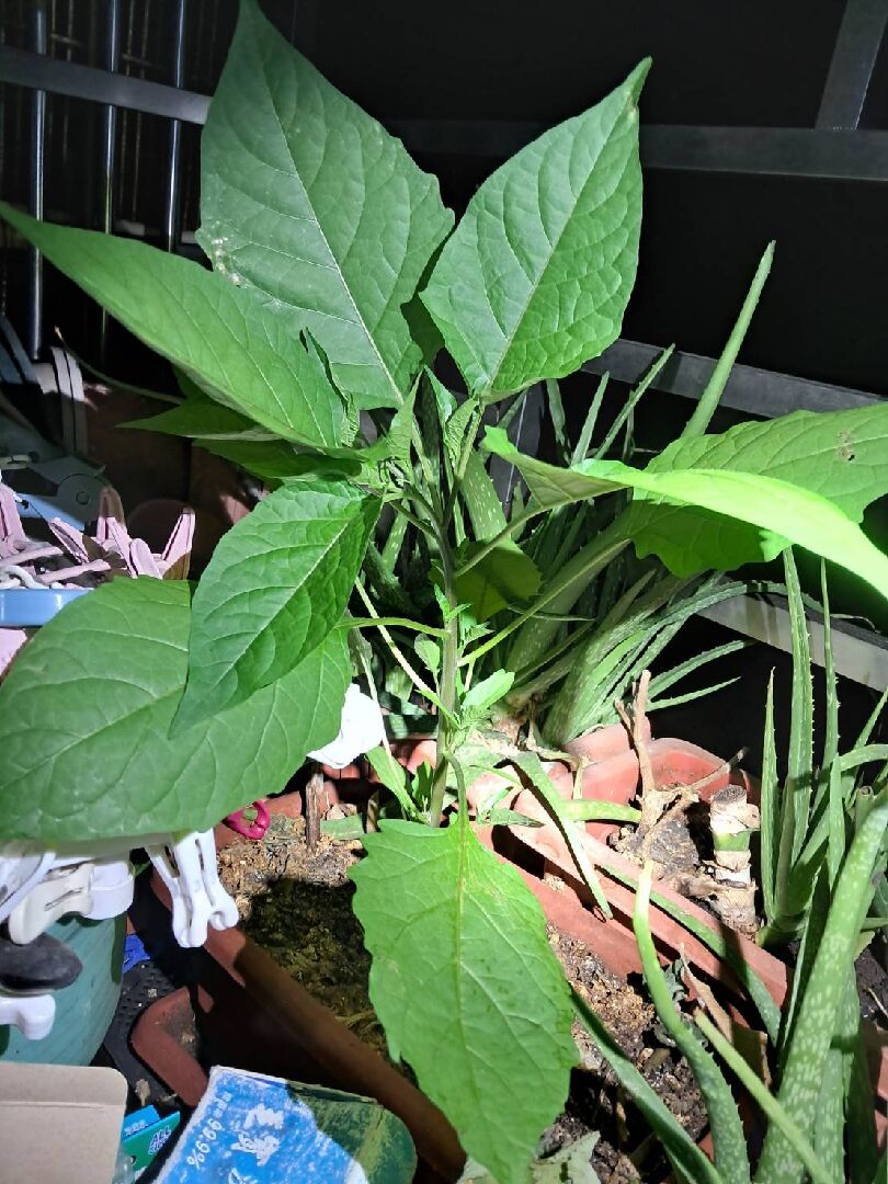 照片裡這個到底是哪種菜還是植物?