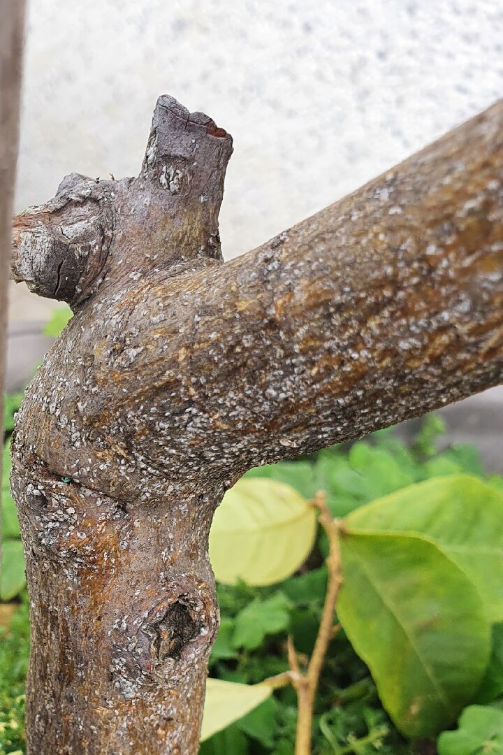 香水檸檬的樹幹,長白色是什麼