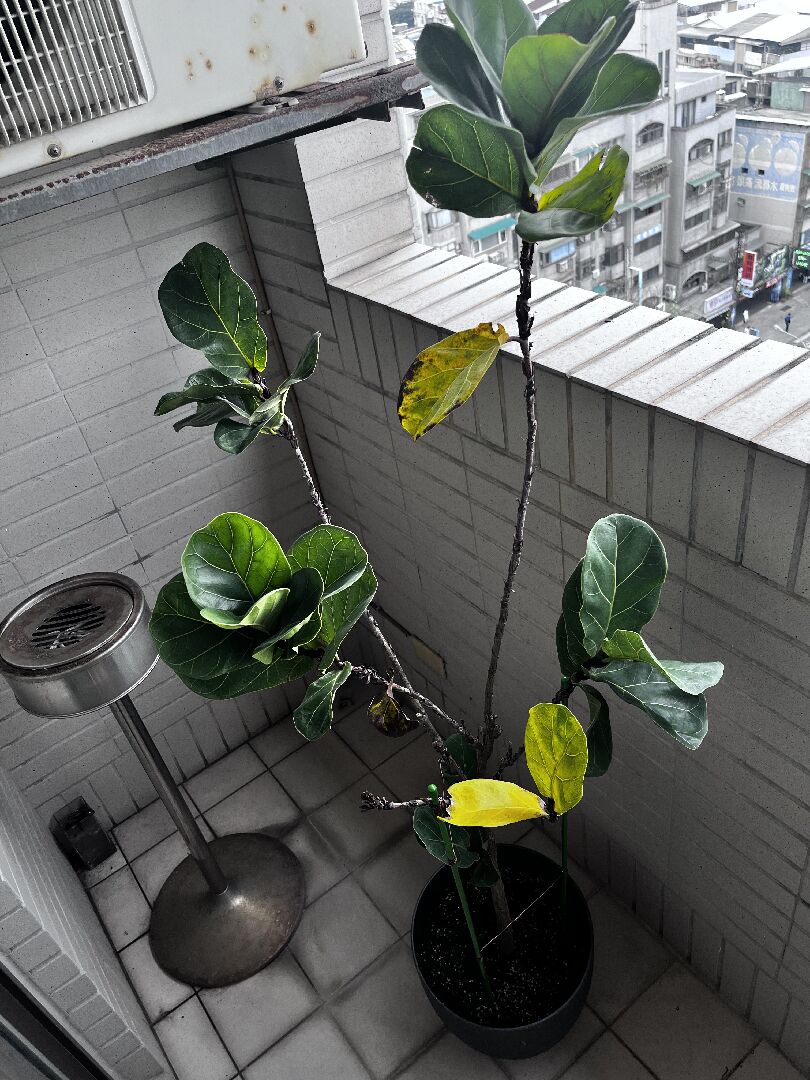 琴葉榕葉片發黃、發黑狀況如何處理？