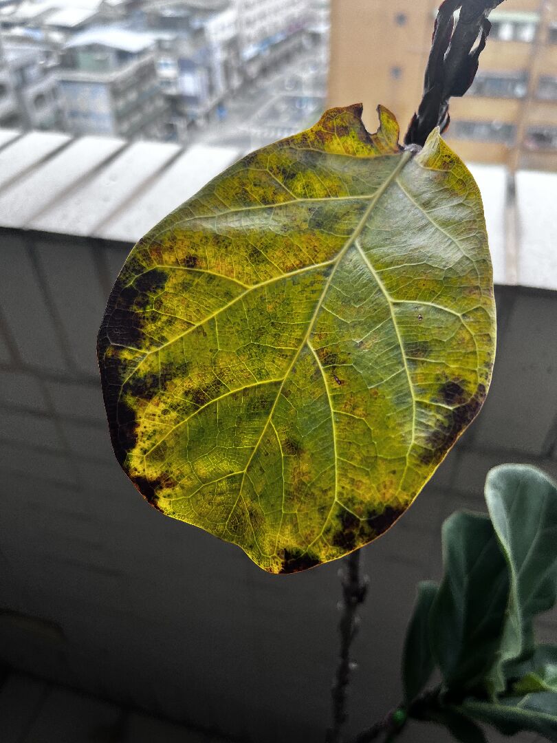 琴葉榕葉片發黃、發黑狀況如何處理？