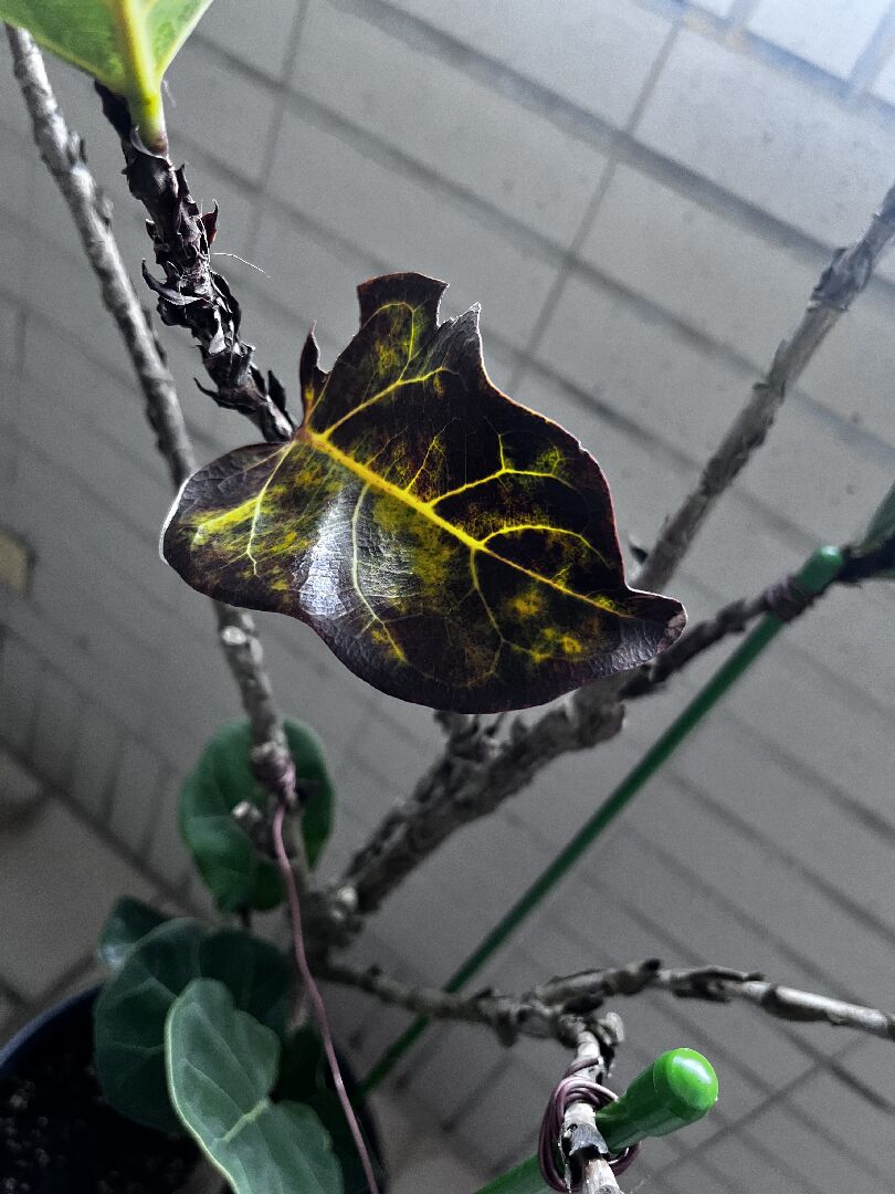 琴葉榕葉片發黃、發黑狀況如何處理？