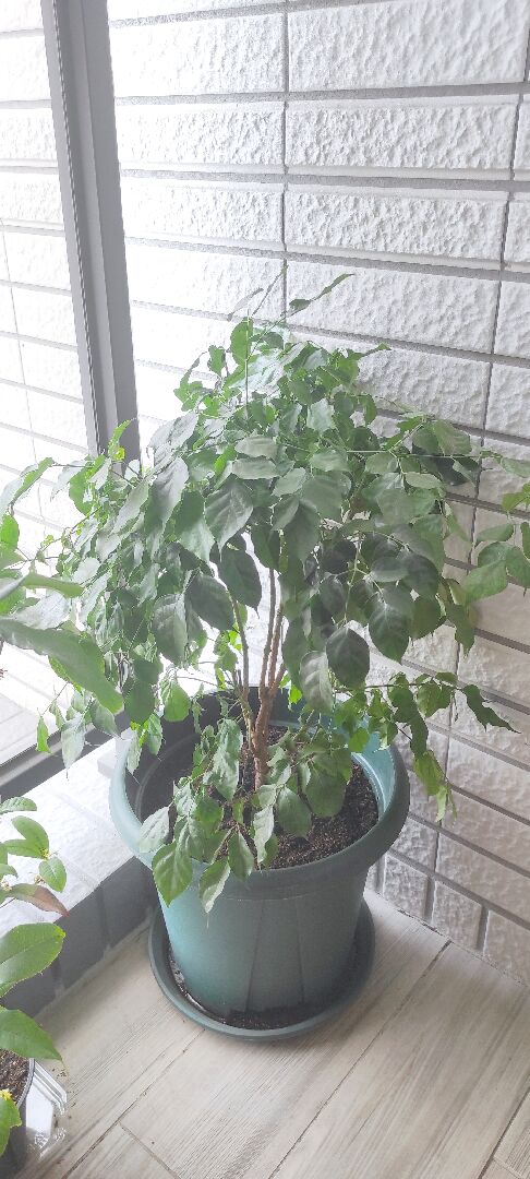 移植旺旺樹後近一個月來一直掉葉？