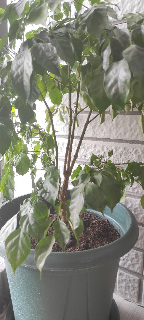 移植旺旺樹後近一個月來一直掉葉？