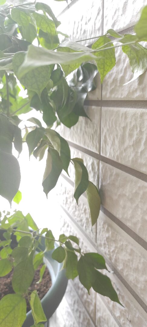 移植旺旺樹後近一個月來一直掉葉？