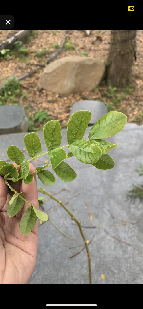 請為這個是什麼植物呢!?