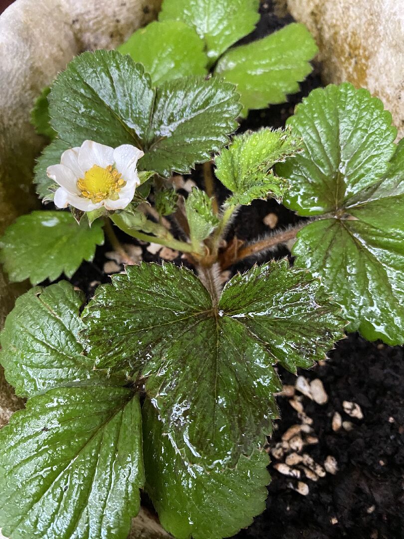 草莓定植約2個月葉子變黑