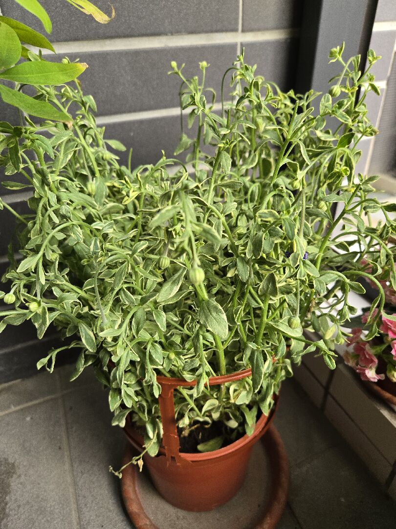 藍瑪格是因為沒太陽所以莖都下垂了嗎？