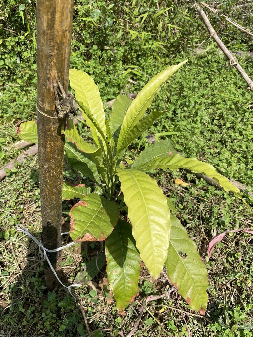 這是什麼果樹為何葉子尾枯黃`