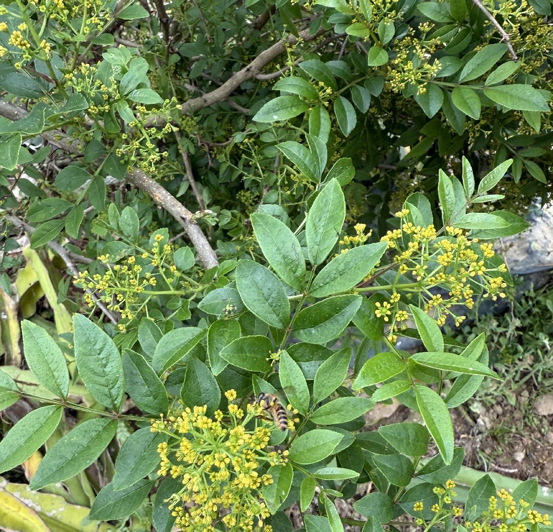 植物鑑定