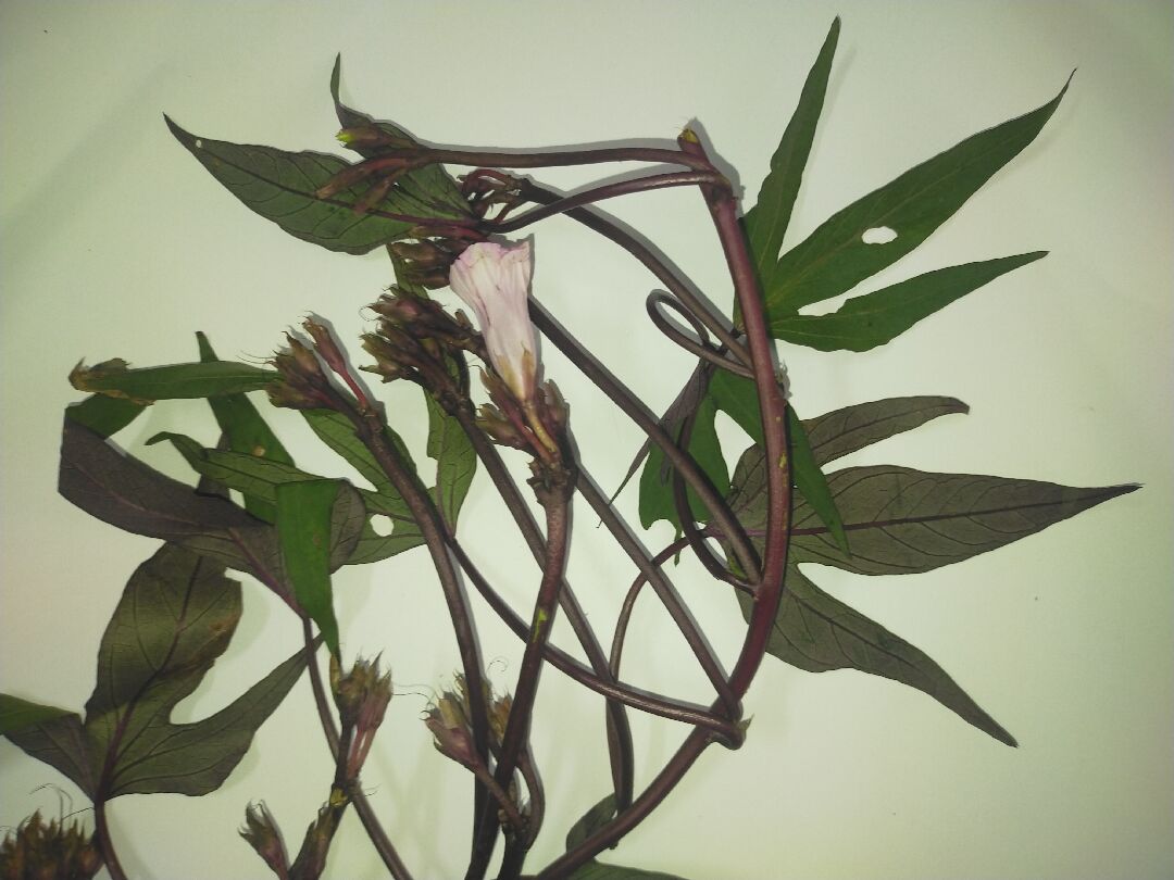 關於甘藷Ipomoea batatas的鑑定問題