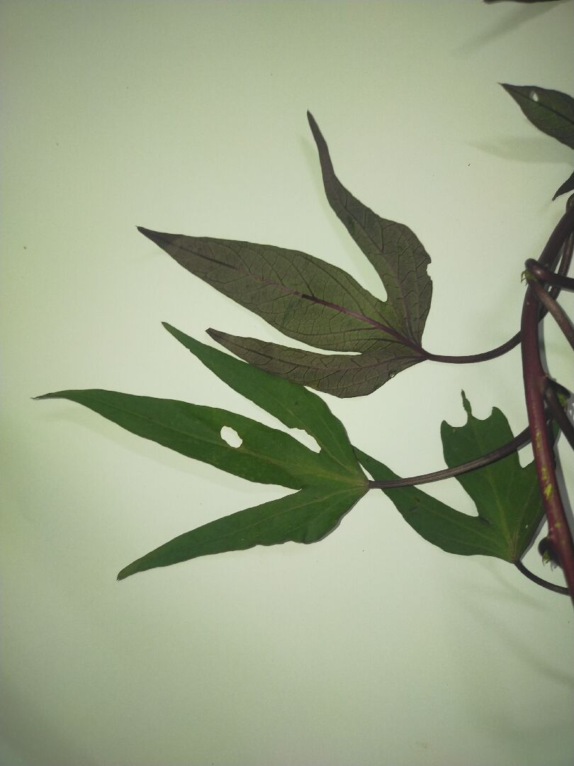 關於甘藷Ipomoea batatas的鑑定問題