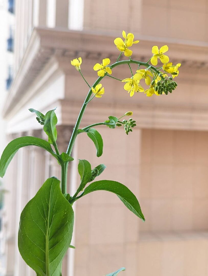 小白菜開花了~如何讓它持續開花?