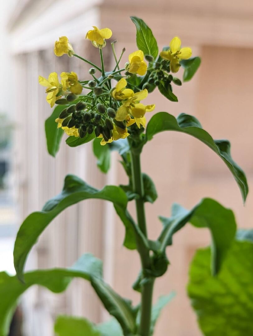 小白菜開花了~如何讓它持續開花?