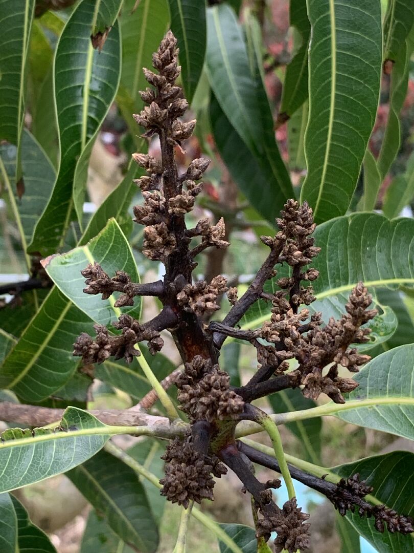 芒果花穗變黑