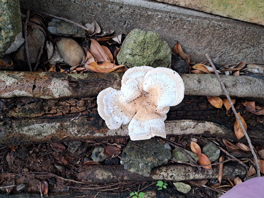 雨後在樹根上發現的菌類