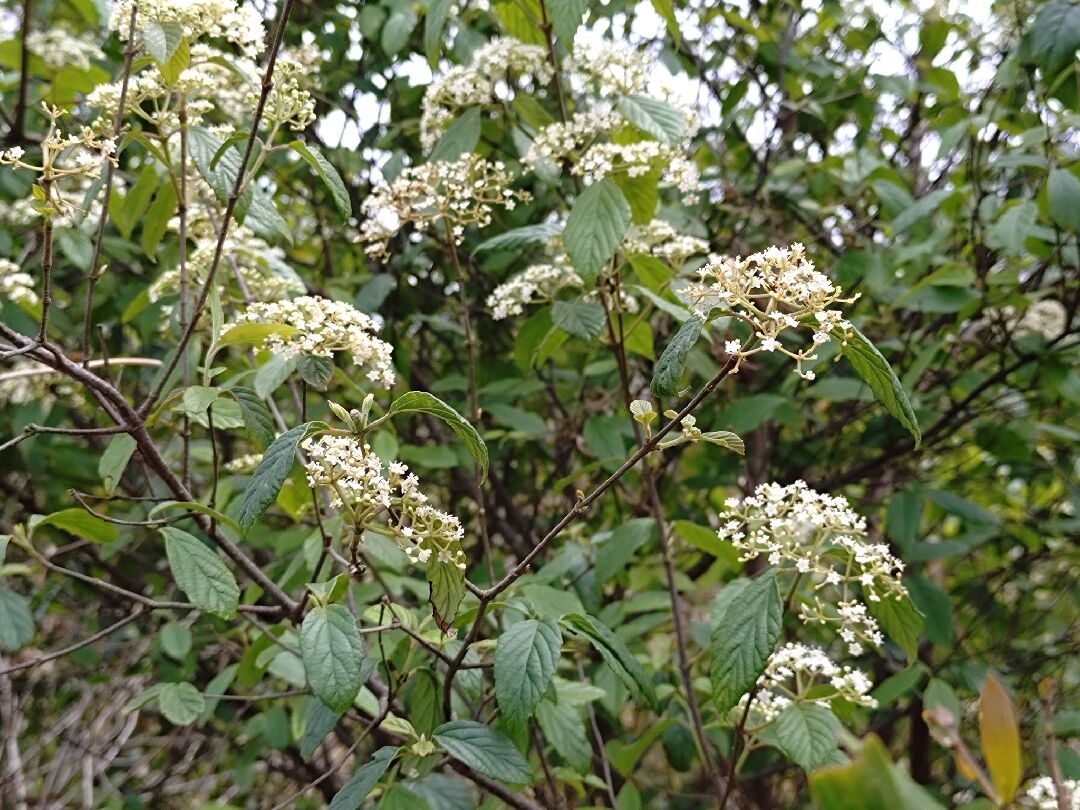 請問照片裡的是什麼植物呢？