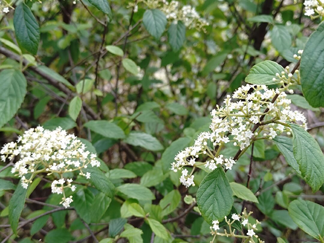 請問照片裡的是什麼植物呢？