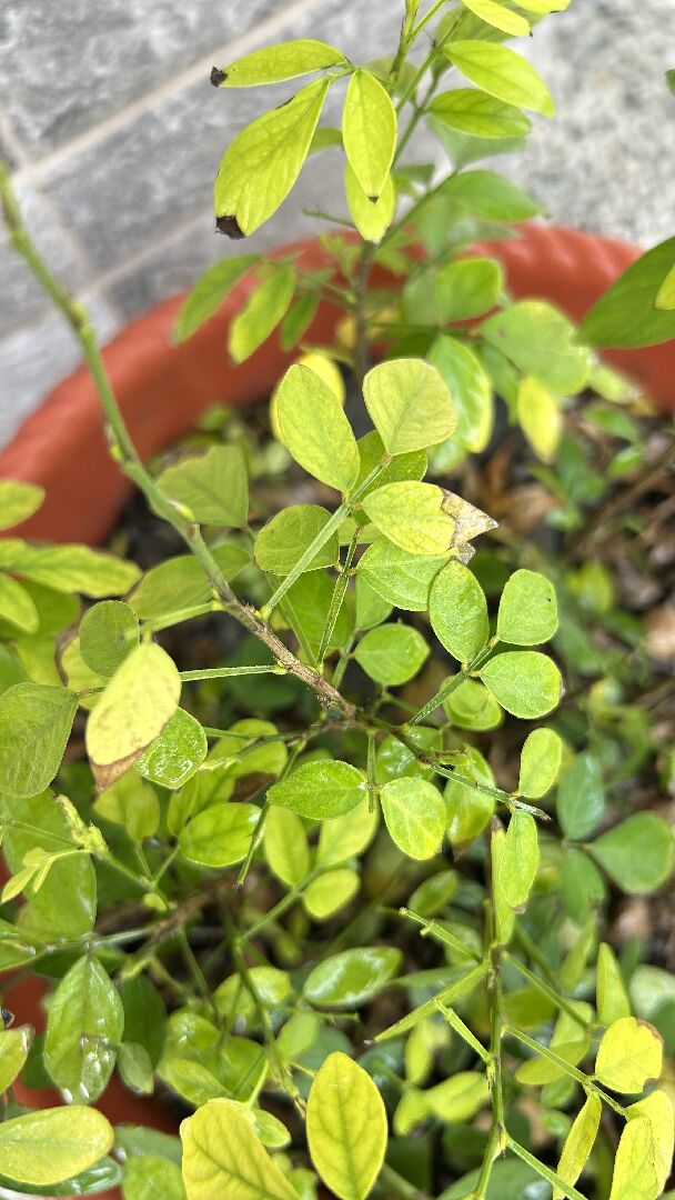 抹草的葉子變成這樣，好像生病了？