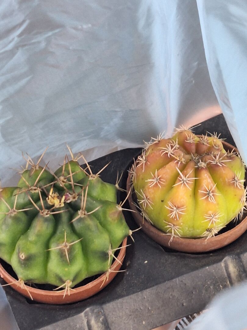 請問這是什麼品種的仙人掌