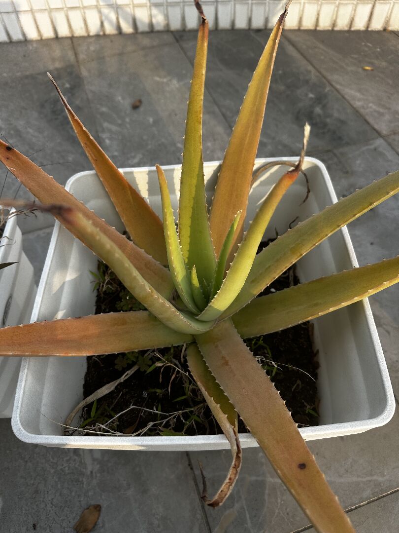 請問蘆薈的品種？