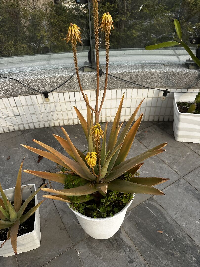請問蘆薈的品種？