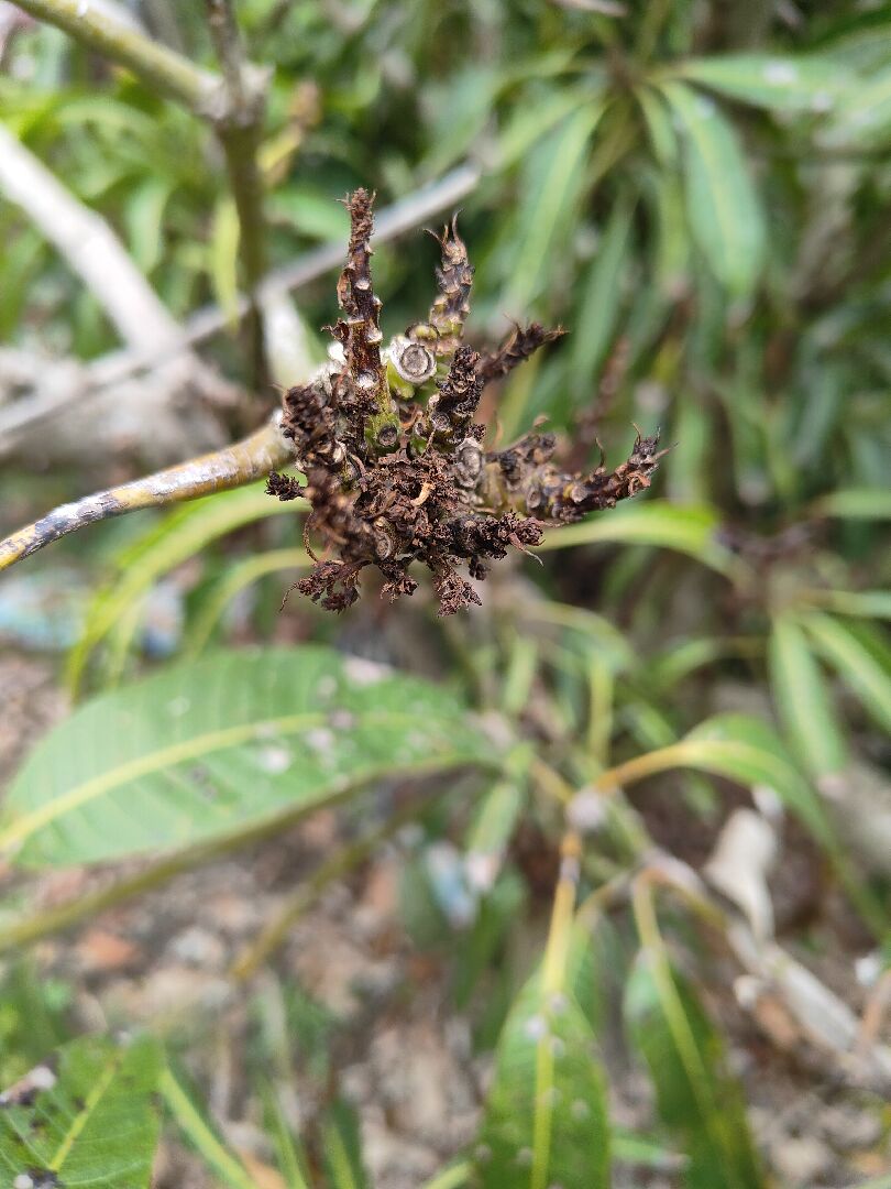 芒果葉片細小微捲，花蕊枯萎無法結果