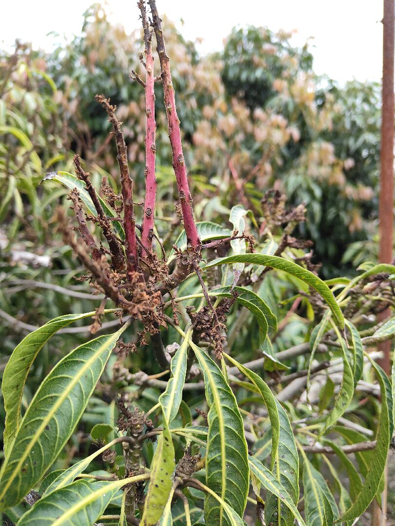 芒果葉片細小微捲，花蕊枯萎無法結果