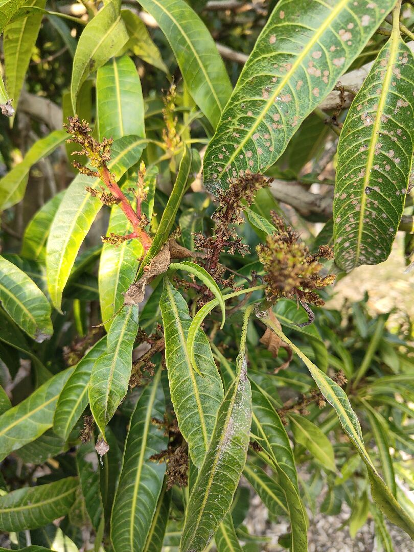 芒果葉片細小微捲，花蕊枯萎無法結果