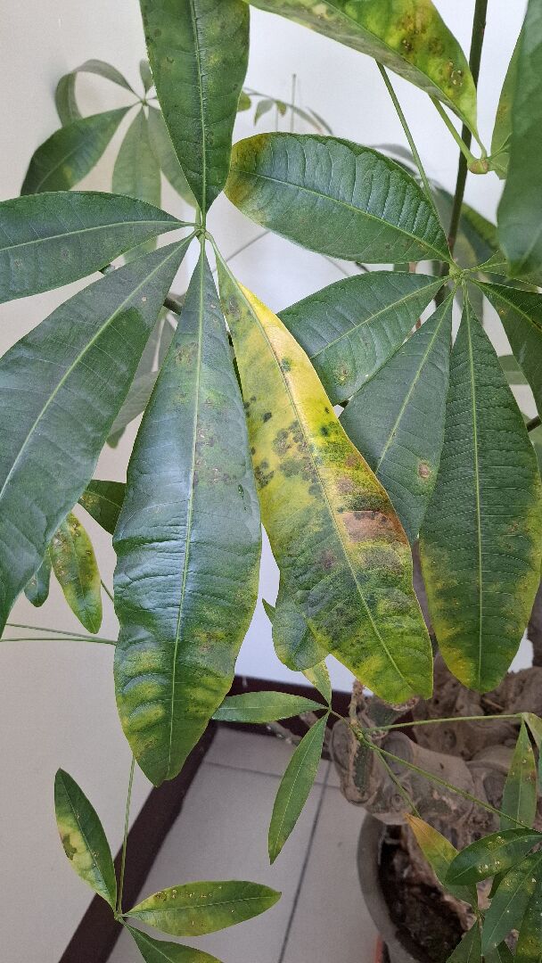 發財樹葉子枯黃斑點