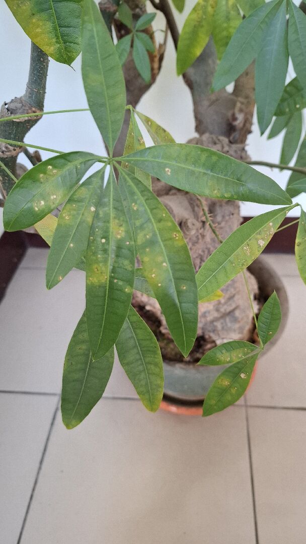 發財樹葉子枯黃斑點