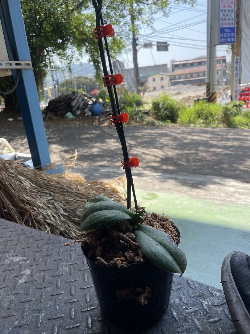 蝴蝶蘭這樣要怎麼救