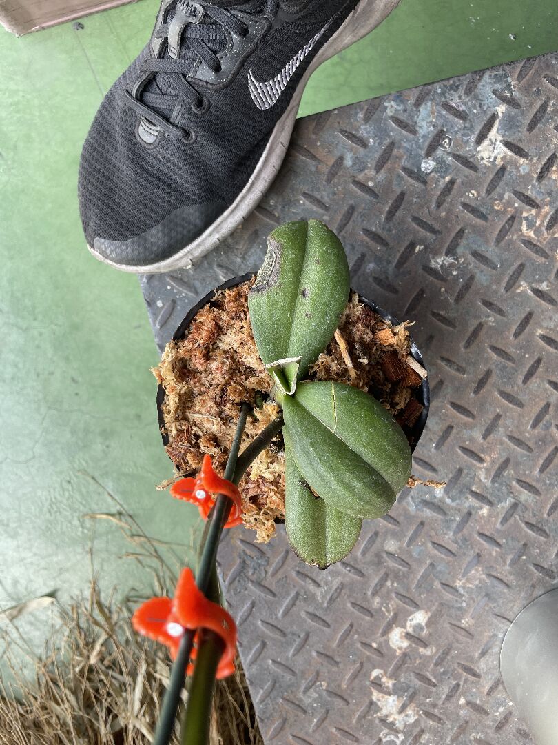 蝴蝶蘭這樣要怎麼救