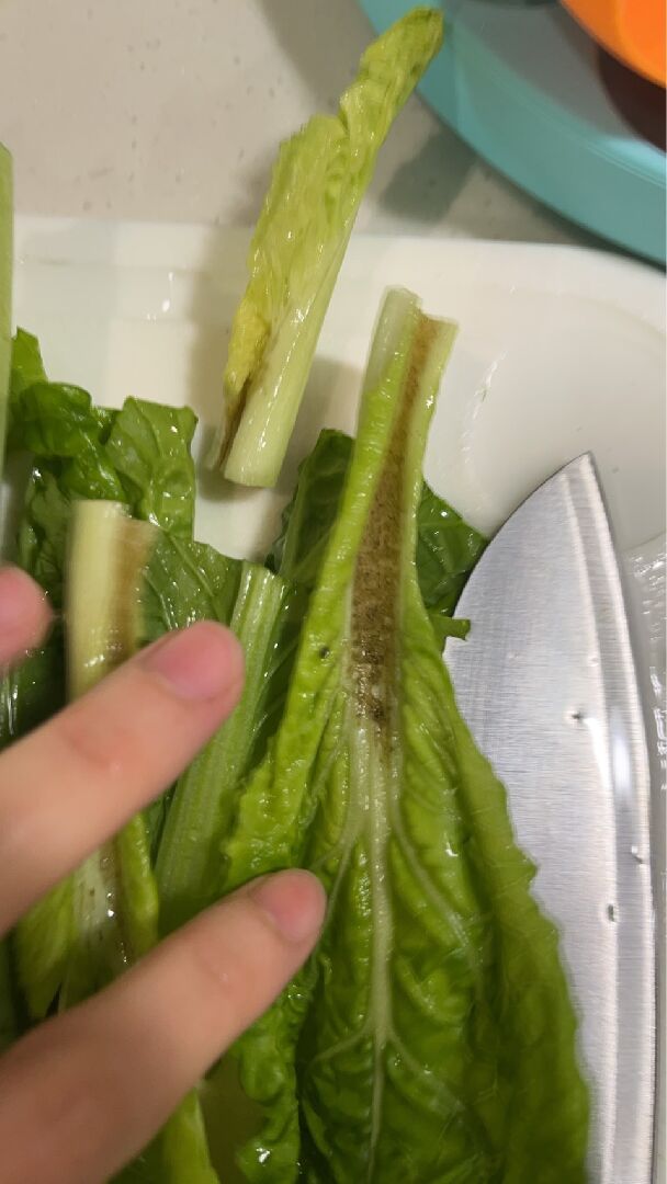 短期葉菜 青松菜葉子變硬了