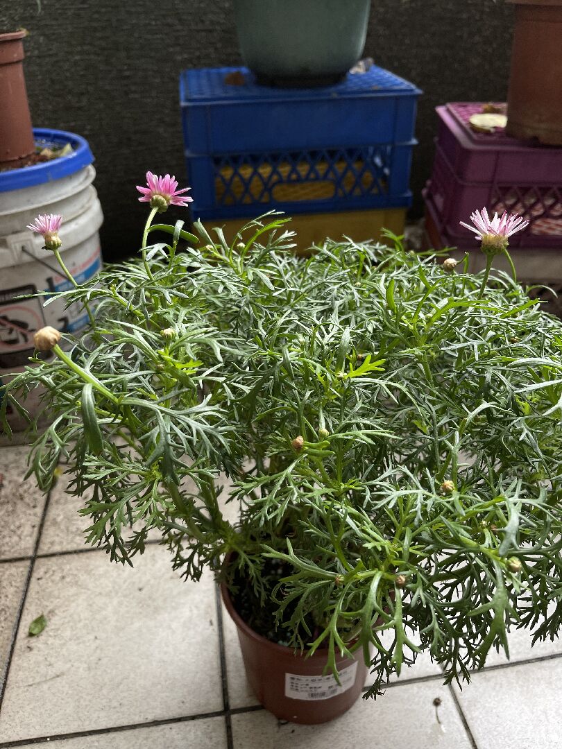 瑪格麗特花苞一直都不開