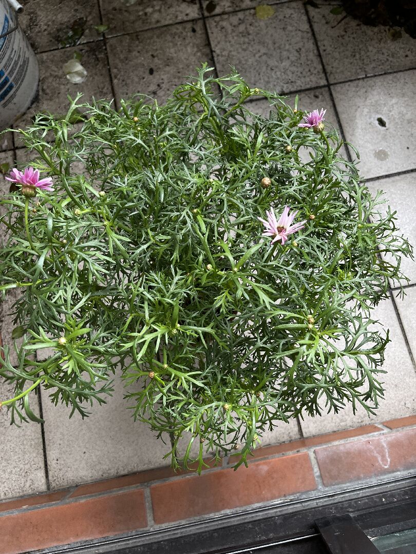 瑪格麗特花苞一直都不開