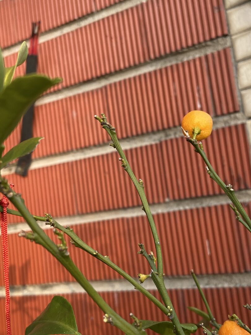 金桔不長新葉